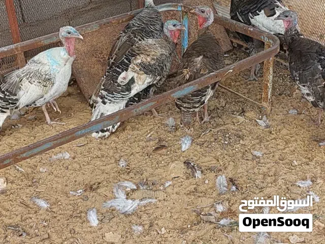 كوبيــــــــــة ديــــــــــك رومــــــــــي