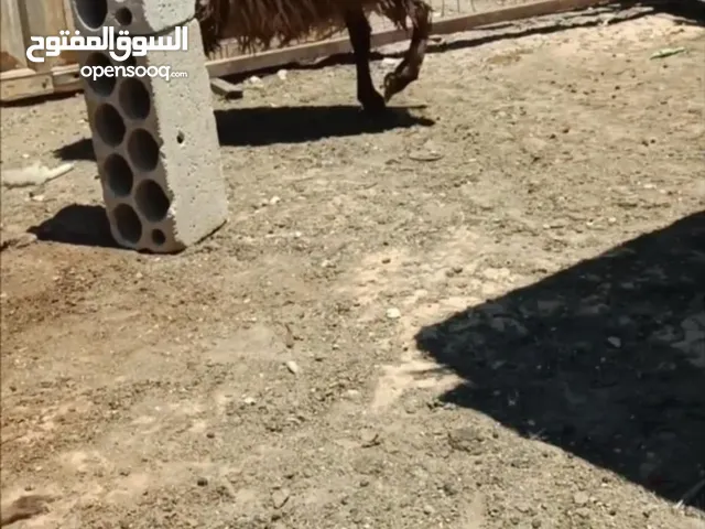 عبور لحم ما شاء الله