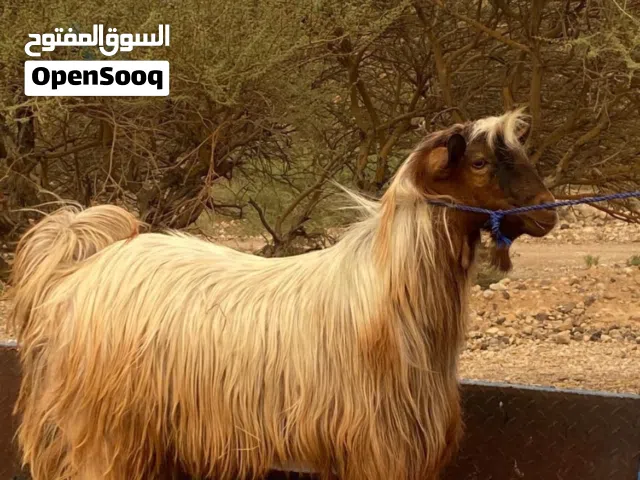 للبيع تيس من حلال بني سعيد