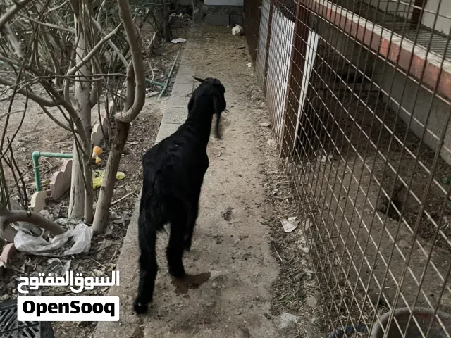 صخل للبيع مال بيت