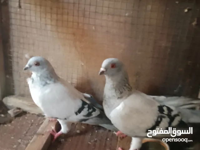 حمام مشكل للبيع كوم كامل