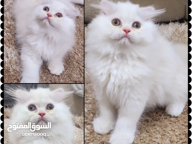 2 Months Persian scottish straight Male Kitten