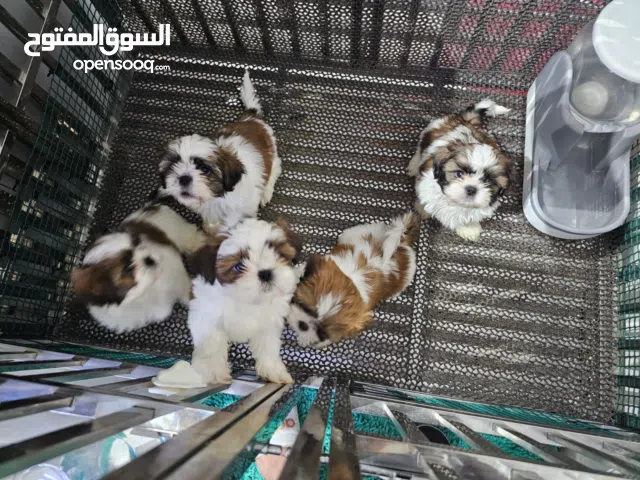 Quality and Lovable Shih Tzu Puppies