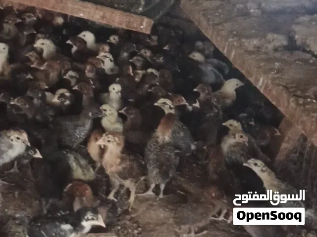 صيصان بلدي للبيع