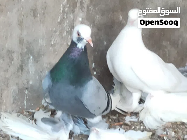 كوبيه اسبانيه الله يبارك على دحي للبيع