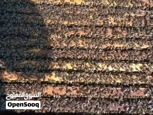 خلايا نحل للبيع بكفاست