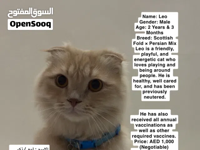 Leo / Male 2 years and 3 months for sale