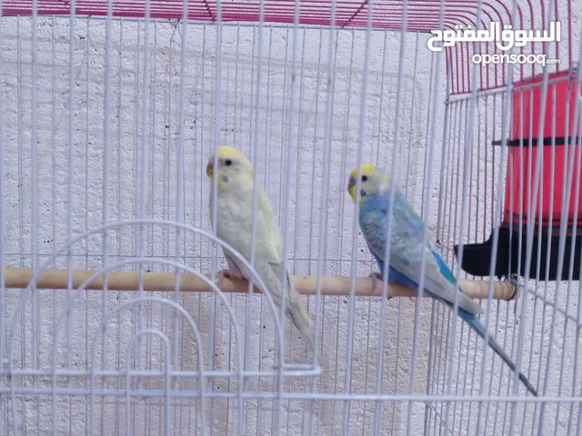 زوج طيور حب رينبو السعر 30 الف