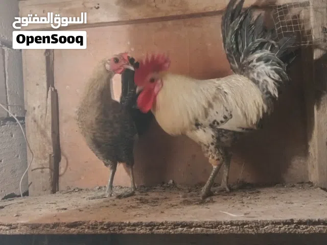 دجاج فيومي فضي الأصلي خط اول للبيع ديج و دجاجه بياض واضح بالصوره بس انه ابيعك كاطع