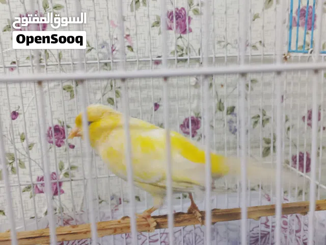 كناري ليموني. والثاني وردي لون نادر. ستوهم مبلشين تغريد. الصحة تمام
