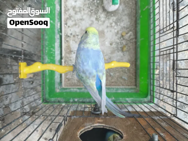 كوبيا بقلينو رينبو البيع