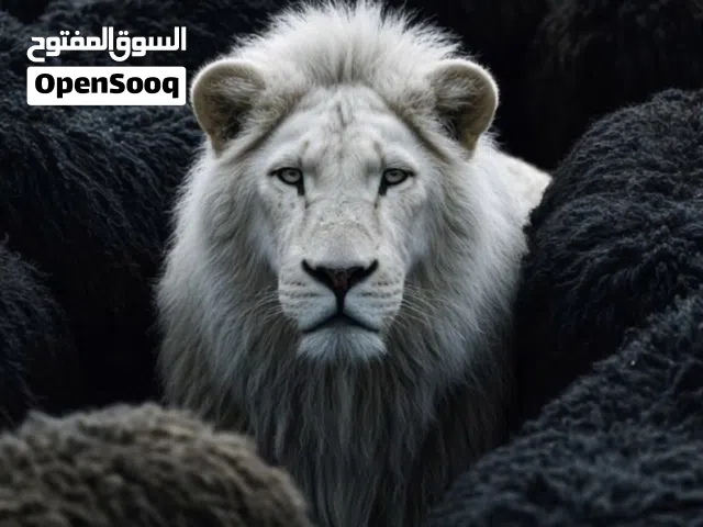 خدمات أكاديمية متخصصة