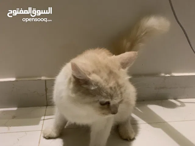 بسه لون بني