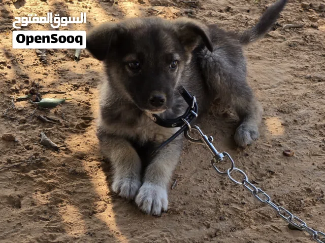 جرو الله يبارك خليط جيرمن شيبرد مع فصيله أخرى