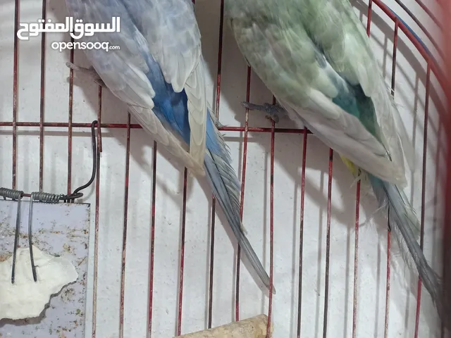 "ألوان طبيعية... جمال لا يوصف" عصافير ريمبو بجمال قوس قزح