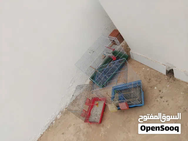 طيور بقلينو كوبية نضيف حاجه صح  سعرها نسمح منك  البيع مع تلاته اقفاص  و طعام و حاجات اخر