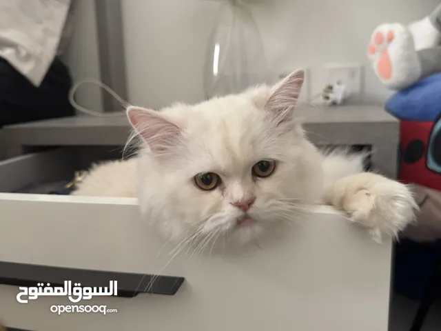 قط ذكر معقم لعوب وحنون تطعيمات كامله مع جواز ومايكروشب