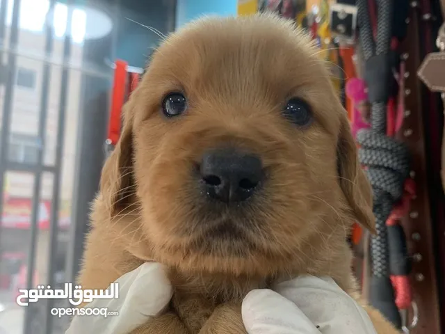 جراء جولدن ريتريفر