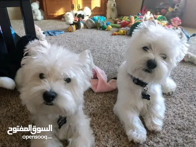 Male and female Maltese puppie. They are 8 months old, vaccinated, microchip, and potty trained .