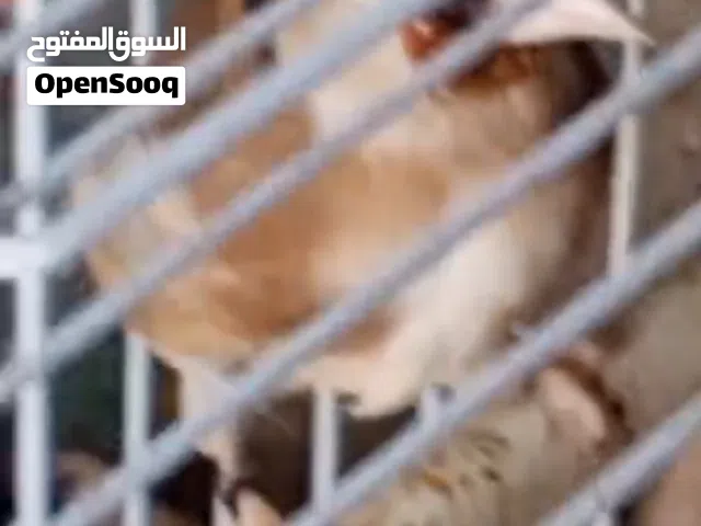 حساسين طواير محجلات  يشتغلن زي الكنارات بالقفص