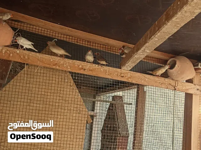 عصافير زيبره غليضه 4جواز