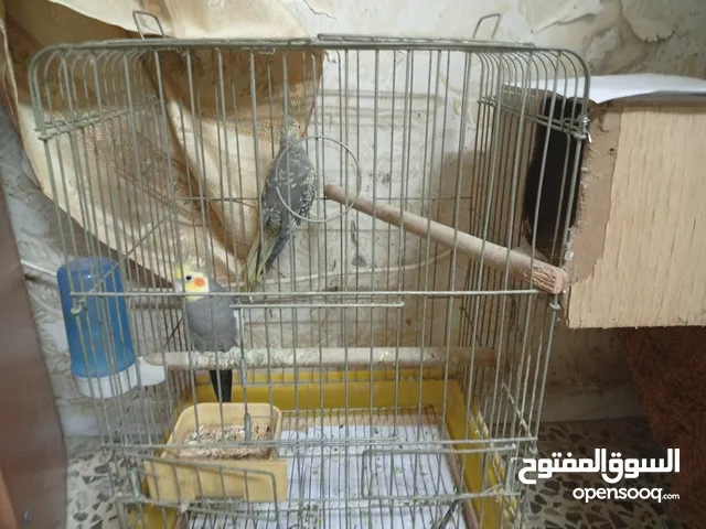 جوز كوكتيل شغال كان تحتو بيض بس تكسر