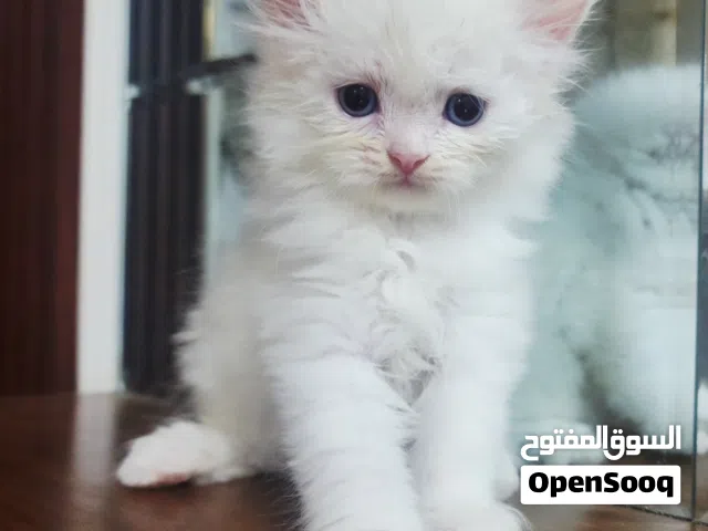قط شيرازي للبيع