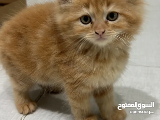 Persian kittens for adoption: Free