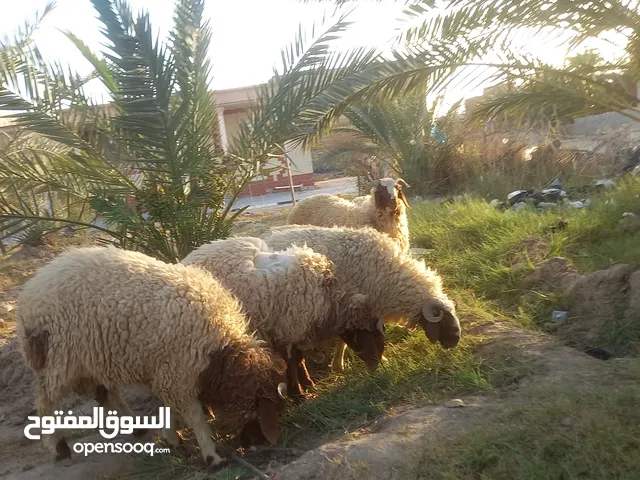 الله هم صلي على محمد وال محمد غنم عدد 5 متروسات لحم من 25 كيلو إلى 30 وراجين بعدهن زغار