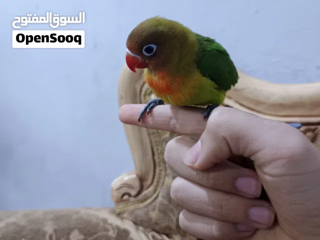 غندوره اليف