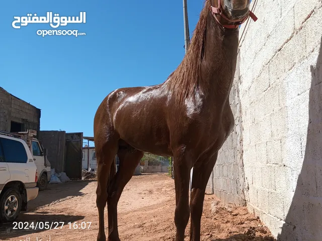 احصان نص دم للمكان النجيله احصان عمر 36 شهر