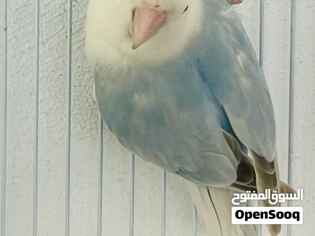 2كوبيات بي إنتاجهم  اقرا وصف