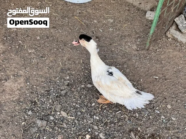 للبيع بط كبار الزوج ب 18 ريال