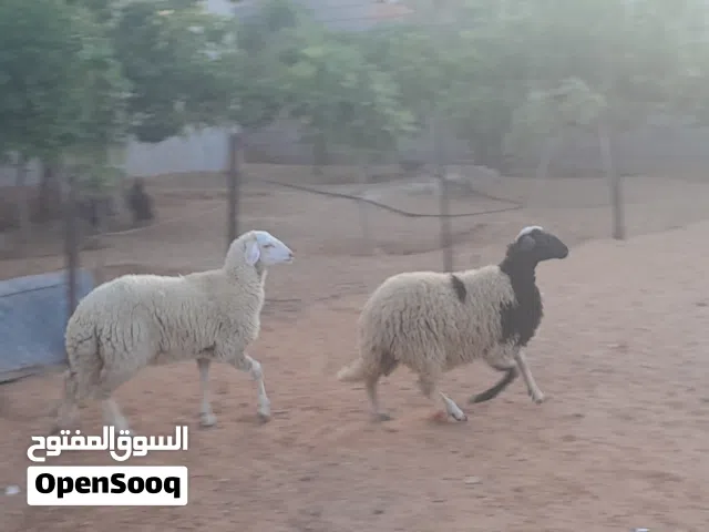 2فطايم وطنيات مشالله سلاله ربي يبارك عمرهم ف6شهور ونص محصنات وسليمات من العيوب والامراض..