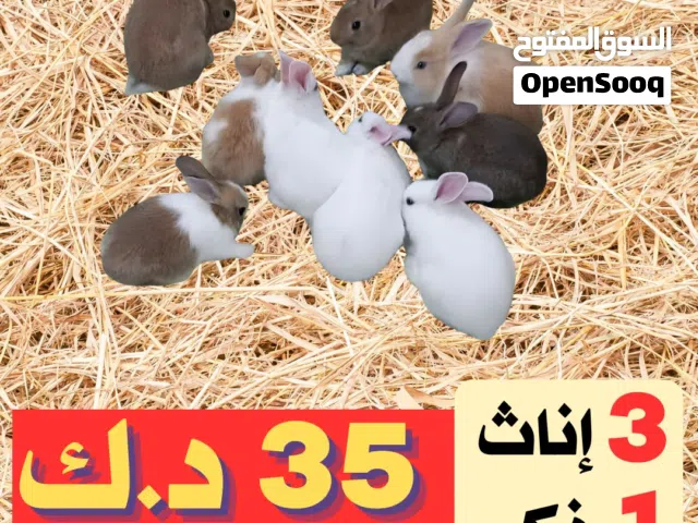 ارانب للبيع - الوان و احجام  مميزة  - جميع الاعمار