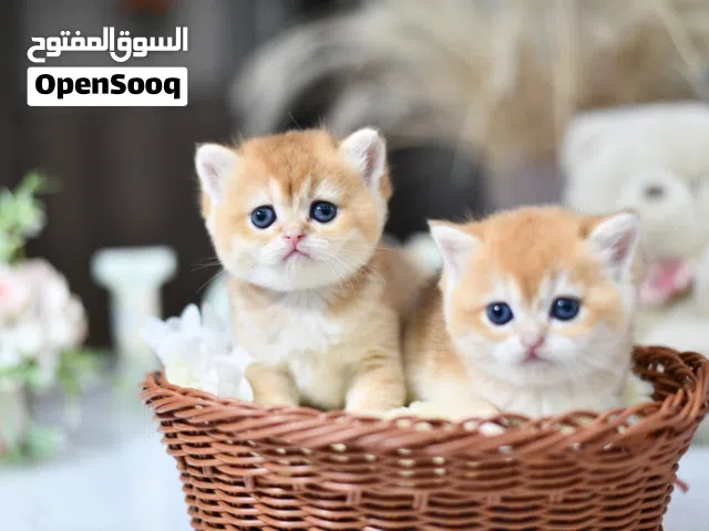 اعلى مستويات البريتش والسكوتش اعل   المستويات العالمية الجميله ny11cy12