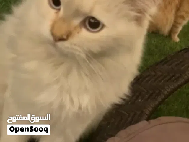 قط. أليف نضيف