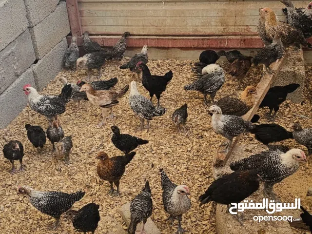 دجاج فيومي وبلدي للبيع