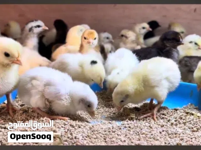 صيصان بلدي البذره القديمه الاصليه عمر اسبوعين للبيع