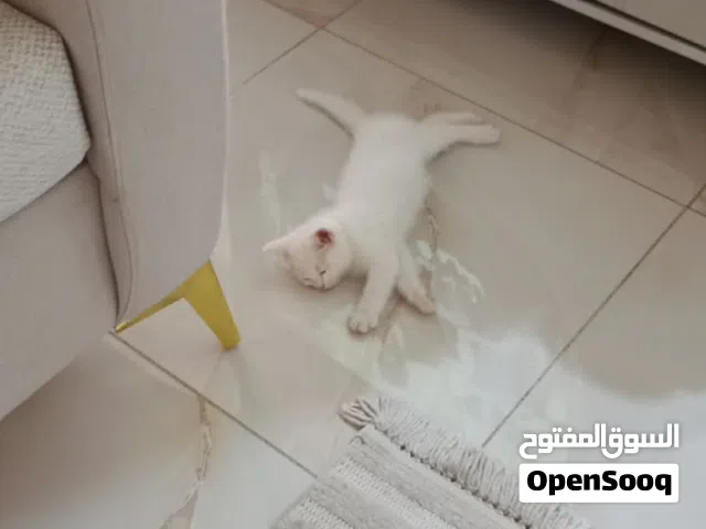 شنشيلا وذكر وعمره شهرين