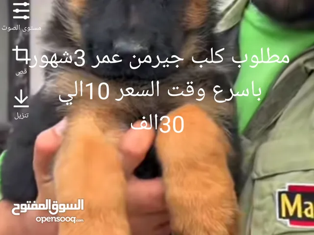 انا افدي امه الي شايديلي كلب جيرمن اليوم او بكره الفزعه