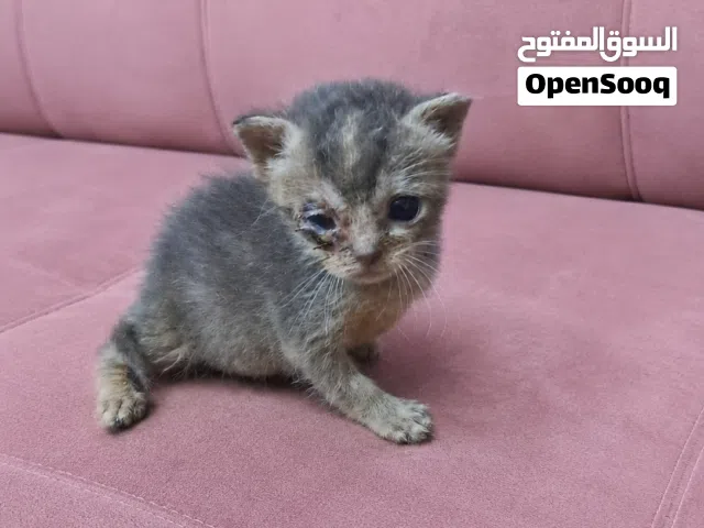 قطط رضيعة جميلة للتبني Beautiful baby kittens for adoption