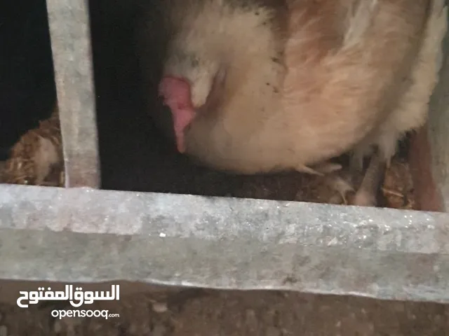 دجاج بلدي راقد يوجد بأستمرار جاج راقد مع بيض او بدون بيض