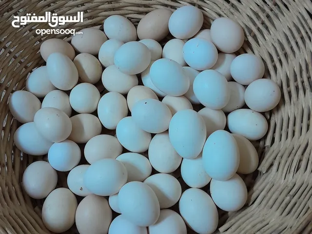 بيض عماني مخصب اللي محتاج حق اكل او فقاشه فرنسي