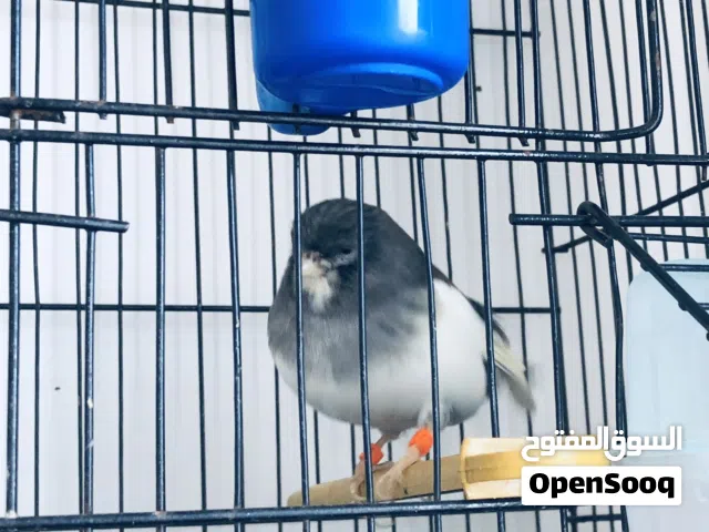كناري انثى و ذكر