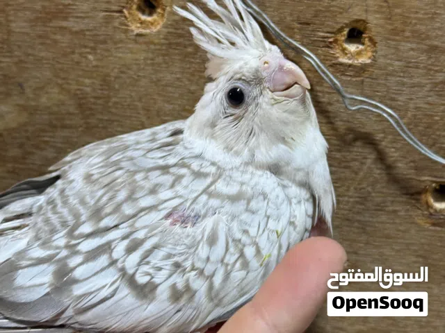 يتوفر فراخ زق يدوي دره و لوري و كساندرا