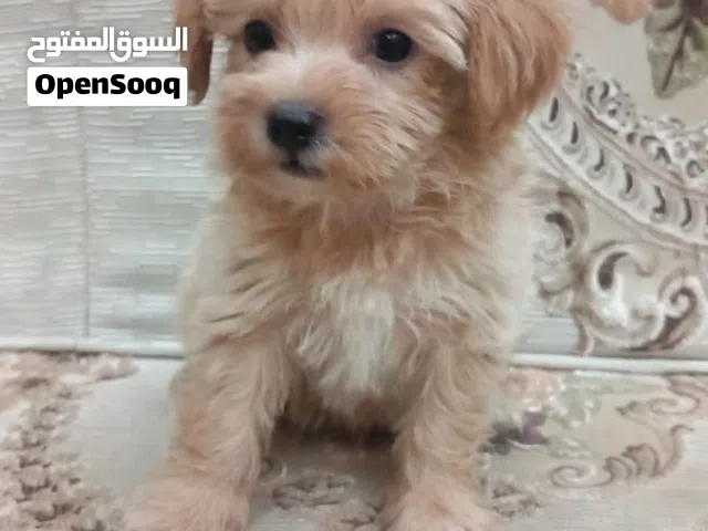 toy maltipoo