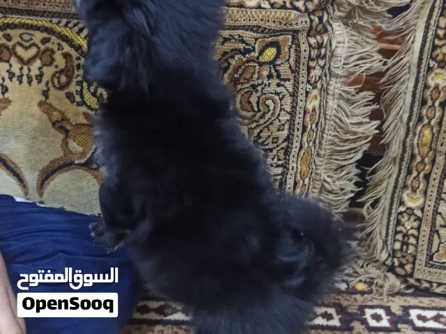 كلب لولو فوكس لعوب جدا العمر شهر وخمس ايام العنوان بصره حي الاساتذه والسعر 75 وبي مجال