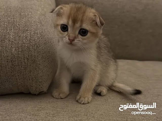 قطه انثى سكىتش فولد للبيع