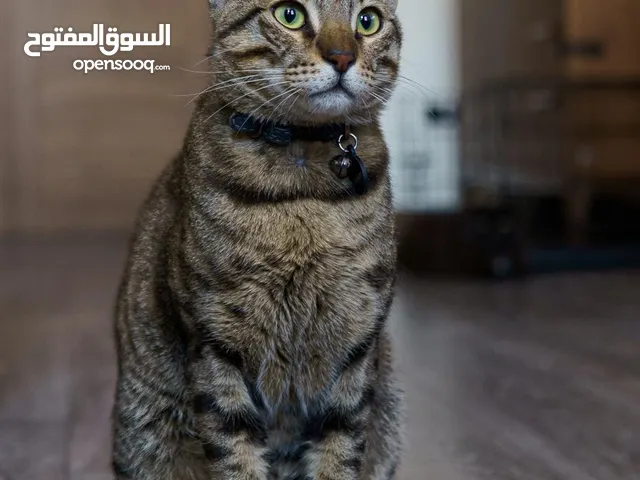 Super cuddly Mix breed مكس وايد حنون